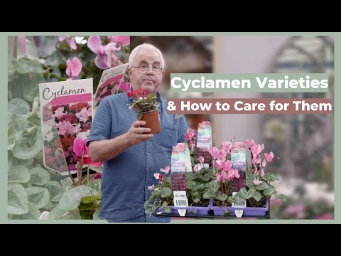 Cyclamen Varieties & How to Properly Care for Them | The Greenery Garden & Home