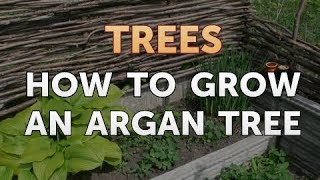 How to Grow an Argan Tree