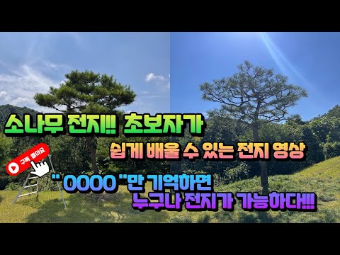 소나무 전지 초보자도 할 수 있는 5가지 방법.... 이것만 보면 누구나 가능합니다. #소나무전지 #소나무수형 #소나무  #소나무전정 #전원주택정원 #전원생활 #귀농 #전원주택 