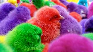 Stop Scrolling for This Ayam Lucu Going Viral Right Now | Adorable Chicks Compilation