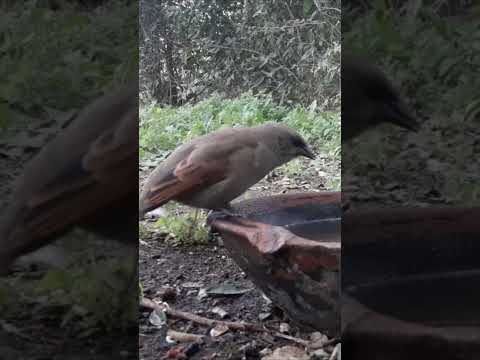 Birdday 031 Tordo musico Benteveo 1406 2025