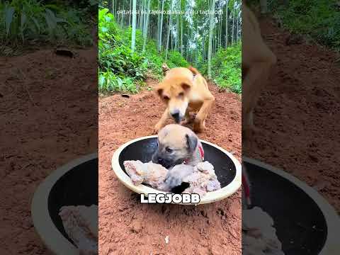 A nagy kutyák nem hagytak volna enni a kiskutyának 😱