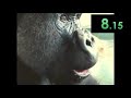 Oliver Eats An Apple Any Speedrun World Record 22 17