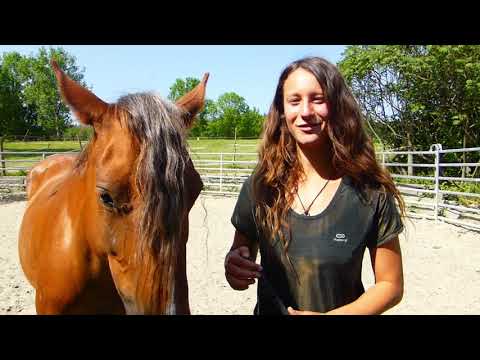 MUSTANG MAKEOVER 2018 Team Tanja (TAG 3910) - Update 3