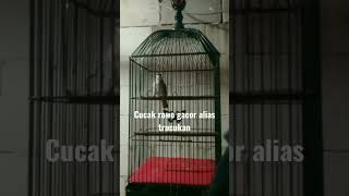 Download lagu wowww amazing ini Trucukan bisa bersuara cucak rowo lho.. #shorts mp3 Download lagu wowww amazing ini Trucukan bisa bersuara cucak rowo lho.. #shorts mp3