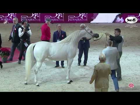 N 46 BIANCA AL   World Arabian Horse Championship 2022   PARIS   Senior Mares Section A Class 3A
