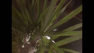 Kino - A Star Called Sun