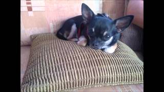 Safety net by Emma Forman