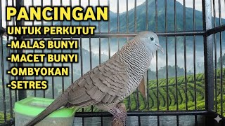 Download lagu Perkutut Lokal Gacor Suara Super Kristal - Pancingan Malas Bunyi  (99%AMPUH BANGET) mp3