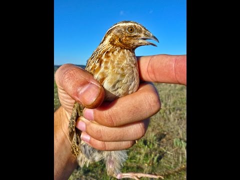 Suelta codorniz – bonviedro.com