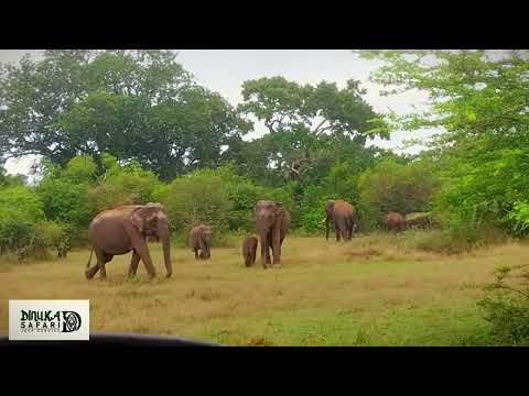 Dinuka safari sri lanka🇱🇰 Yala National park🌿🐘 elephants book now📲+94741003585 www.dinukasafari.com🌏