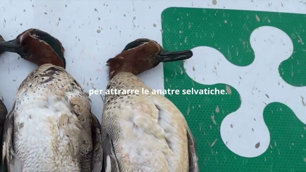 Operazione antibracconaggio nel Pavese