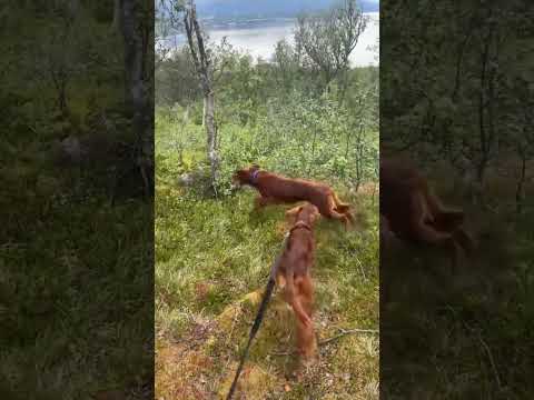 Presentasjon av Ro i oppflukt#irishsetter #fuglehund #setters