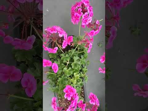 庭や屋内でゼラニウムと組み合わせる植物はどれですか？どういう基準で？  庭園