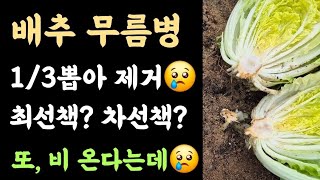 배추 무름병???? 1/3 뽑아서 제거???? 최선책? 차선책? 끝까지 최선을???? 또 비가 4일 연속 온…