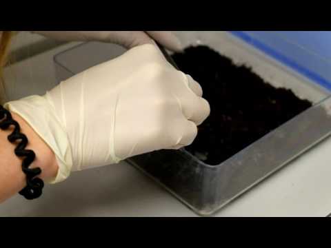 Attraktive Totengräberkäfer-Männchen dank Brutpflege