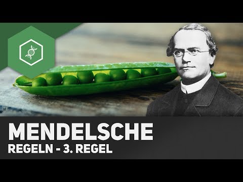 3. Mendel's rule - independence rule