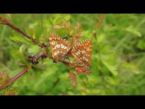 Duke of Burgundy (Hamearis lucina) Pair