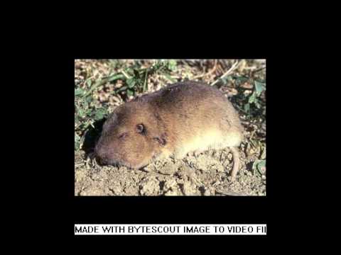 download lagu mp3 mp4 Gopher Images, download lagu Gopher Images gratis, unduh video klip Gopher Images