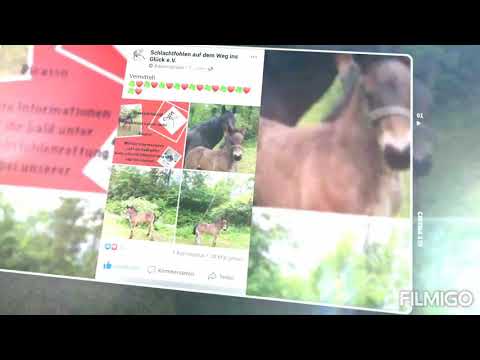 mein gerettetes Schlachtfohlen "Picasso"