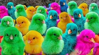 World Cute Chickens Colorful Chickens Rainbows Chi