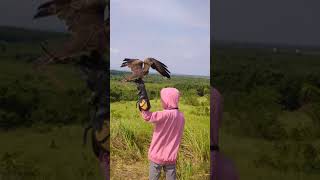 Download lagu BLACK KITE SOARING PERTAMA DIBUKIT mp3