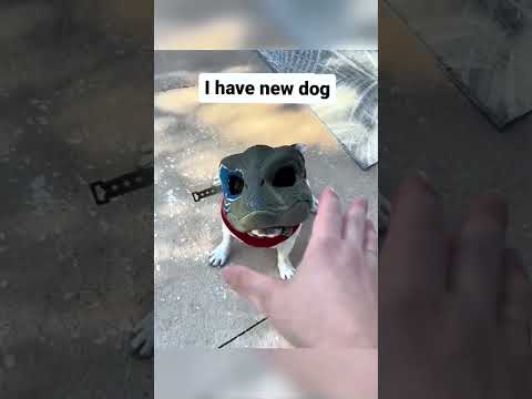 The Most Hilariously Cute Dog#funnydogs#cute#doglover#FunnyCuteDog#AdorablePuppy#FunnyCuteDog