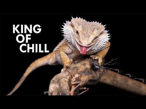 Interesting Animal Videos