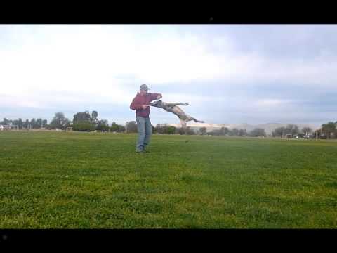 Dasha av Staalhjerte