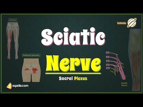 Sacral Plexus | Sciatic Nerve | Lower Limb Gross Anatomy Tutorial