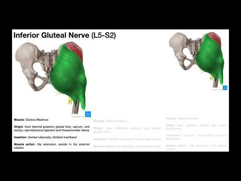 The Gluteal Muscles | Structure, Origins, Insertions, Actions, and Innervation