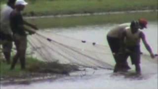 preview picture of video 'pesca ilegal trasmallo caño negro'
