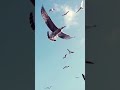 Natural Beauty Birds Flying In Sky Very Nice For WhatsApp Status Shortvideo