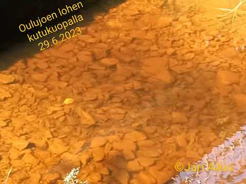 Oulujoen lohi kutee Merikosken alla - kutukuopan elämää kesäkuussa 2023