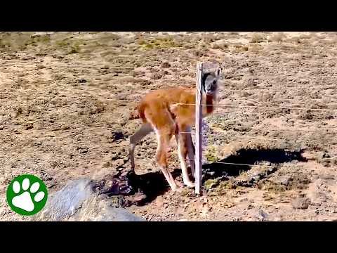 Baby Guanaco Saved by Kind Man