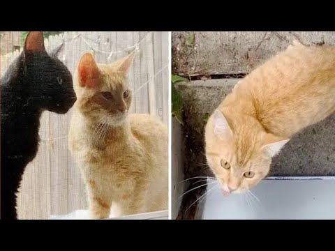 Stray Cats Walk Up to Doorstep, Ask to Be Let Inside So They Can Have Their Kittens