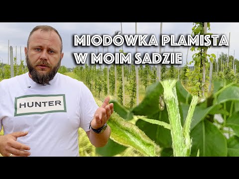 Miodówka gruszowa plamista – czas na zwalczanie. Krótko i na temat