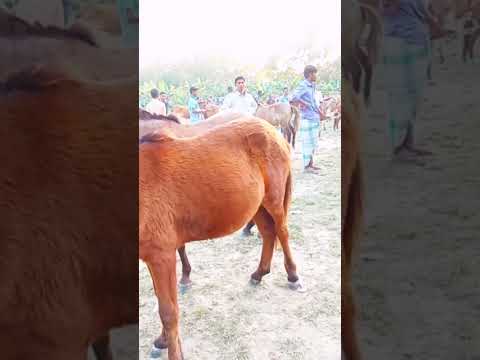 , title : 'Horse So Cute! Beautiful Little Horse Video 2024।'