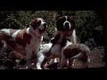 Get The Puppies