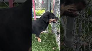 Video preview image #1 - Mix Puppy For Sale in Pasadena, CA, USA