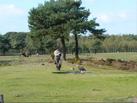 Alle vogels vliegen ( Beekse Bergen)