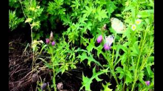 claudine longet - i think it's going to rain today