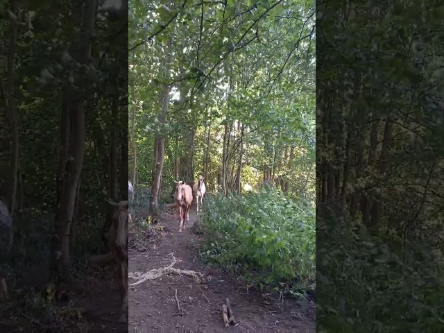 Poulain Pie Palomino de 2024