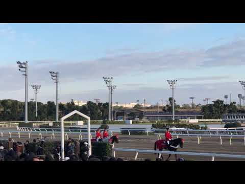 2019 東京大賞典 本馬場入場・返し馬 その2
