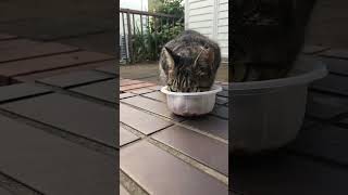 カメラが気になる野良猫　#ショート #shorts