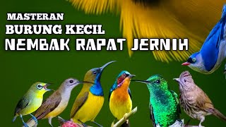 Download lagu Kombinasi BURCIL TERBAIK‼️Full tembakan rapat JERNIH dan BERJEDA mp3