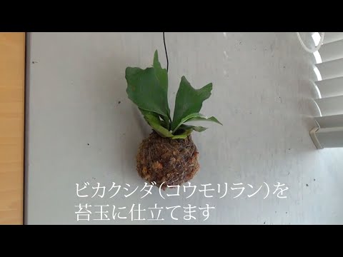 【岐女短チャンネル #014】インテリアに飾るビカクシダの苔玉仕立て