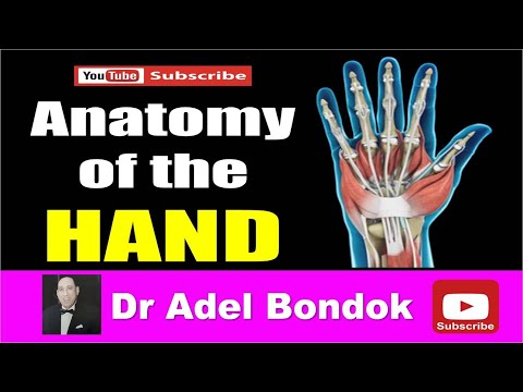 Anatomy of the Hand, Dr Adel Bondok