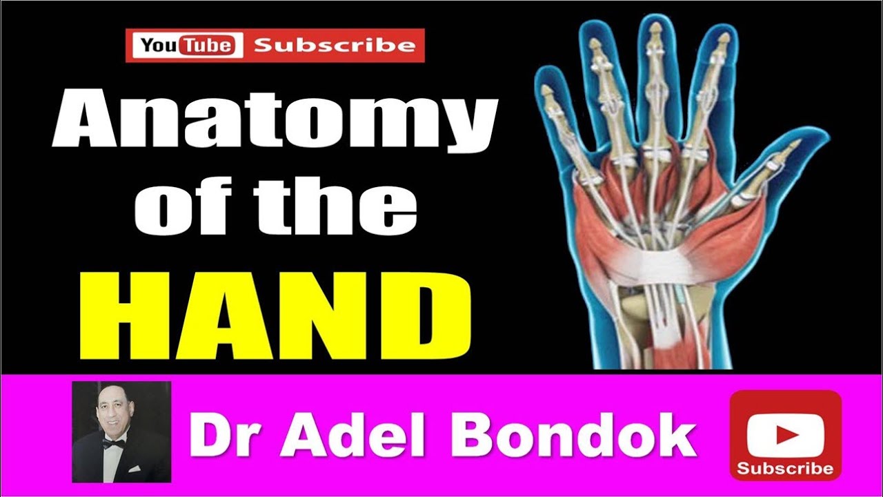 Anatomy of the Hand, Dr Adel Bondok