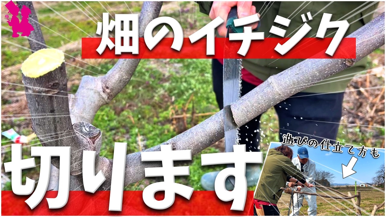 【春の必須作業】畑のイチジクを剪定して今年こそ大量収穫を目指します